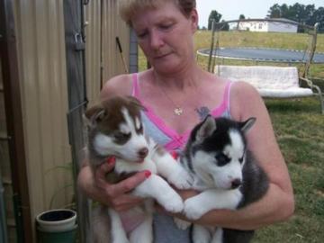 Wir haben Siberian Husky Welpen mit VDH