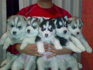 Wir haben Siberian Husky Welpen mit VDH