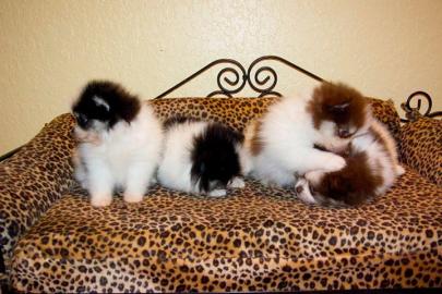 Wundersch�ne Pomeranian Welpen mit VDH