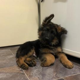 Qualit�tssch�ferhund Welpen zur freien A