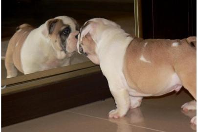 Englisch Bulldogge Welpen