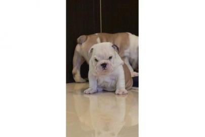 Englisch Bulldogge Welpen