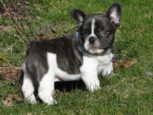 sch�ne Franz�sisch Bulldogs zum Verkauf
