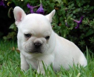 sch�ne Franz�sisch Bulldogs zum Verkauf