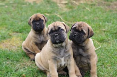 Wundersch?ne Bullmastiff Welpen
