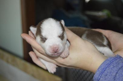 Siberian Husky Welpen