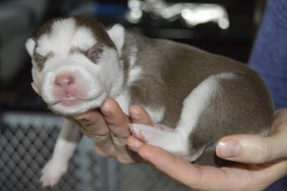 Siberian Husky Welpen