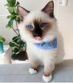 Ragdoll Kitten mit Papieren