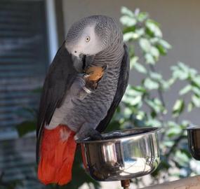 Baby African Grau-Papagei