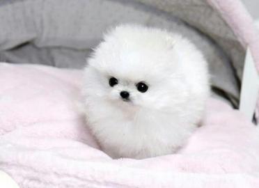 Reinrassige Pomeranian Zwergspitz . 