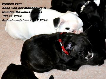 Franz�sische Bulldoge Welpen zu verkaufe
