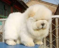 Chow Chow Welpen-whatsapp Nummer +436504