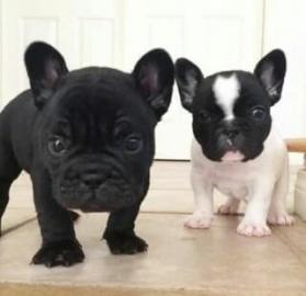 Franz?sische Bulldogge Welpen mit Papier