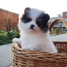 Mini Pomeranian Welpen