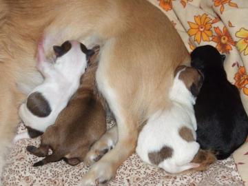 Super s�sse Chihuahua Welpen!!