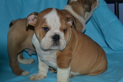 Englische bulldogge wundersch�ne f�r ihr