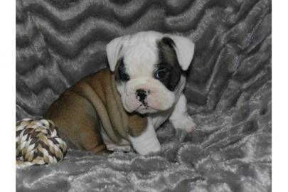 Englische bulldogge wundersch�ne f�r ihr