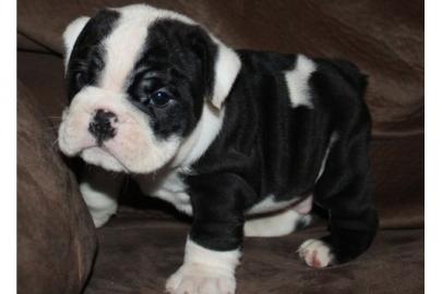 Englische bulldogge wundersch�ne f�r ihr