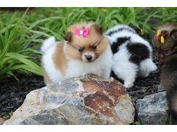 Zwergspitz /Pomeranian-Welpen