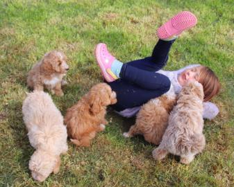 MALTEPOO H?tehund Welpen