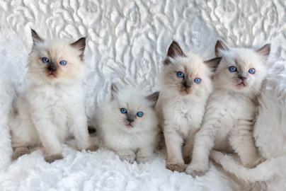 Ragdoll Katzen!! Geimpft, Entwurmt