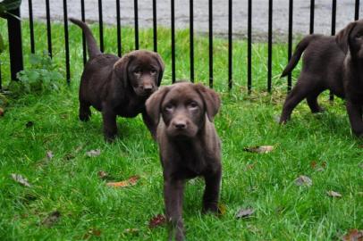 S��e Schokobraune Labradorwelpen mit Pap