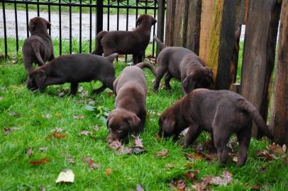 S��e Schokobraune Labradorwelpen mit Pap