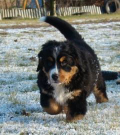 Berner sennenhunde-H�ndin