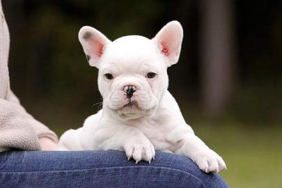 Franz�sische Bulldogge Welpen Blue /Blau
