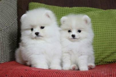 Reinrassig Pomeranian Welpen Miniatur