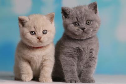 S?sse Qualit?t BKH Kitten Katzen