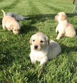 Golden Retriever-Welpen