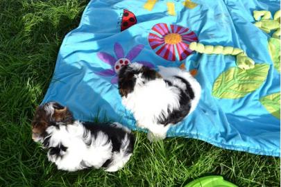 *Biewer Yorkshire Terrier Welpen