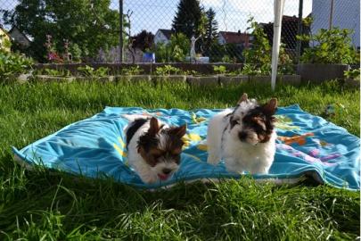 *Biewer Yorkshire Terrier Welpen