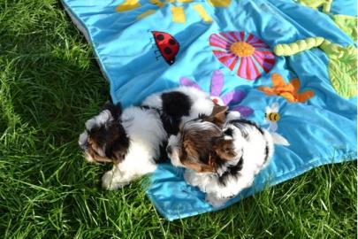 *Biewer Yorkshire Terrier Welpen