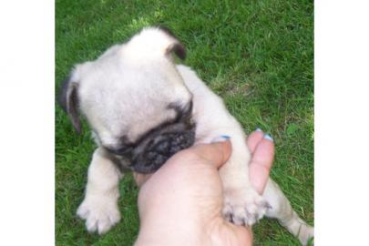 wundersch�ne Mini Mops Welpen Abgabe