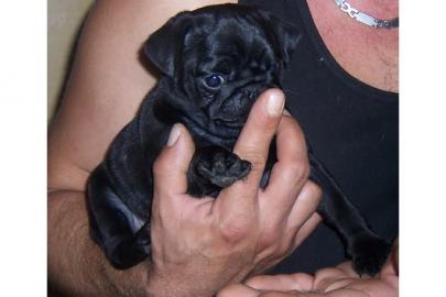 wundersch�ne Mini Mops Welpen Abgabe