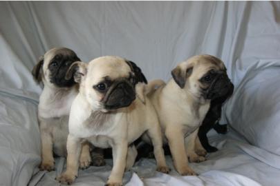 Wir haben derzeit Mops-Welpen