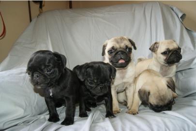 Wir haben derzeit Mops-Welpen