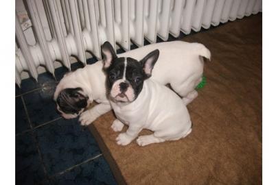 Franz�sische Bulldoggen Welpen, abgabebe