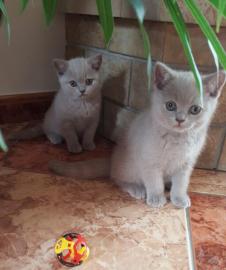 Britisch Kurzhaar Kitten abzugeben, BKH