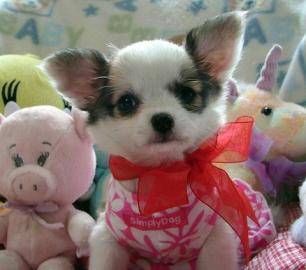 Mini Chihuahua Babys fur 165 euro in (La