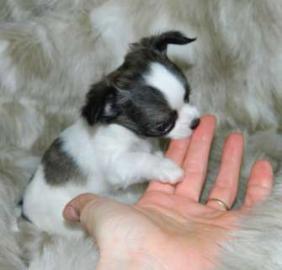 Wundersch�ne MINI Chihuahua Welpen . 