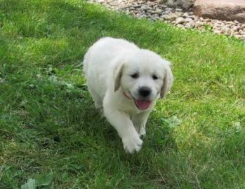 Golden Retriever Welpen mit papieren wha