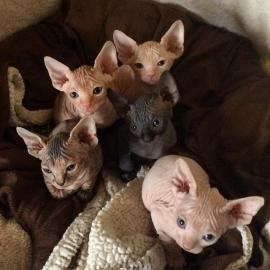 Sphynx K?tzchen verf?gbar