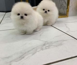 S?sse Zwergspit Pomeranian -Welpen