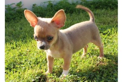 S��e Wundersch�ne Reinrassige Mini Chihu