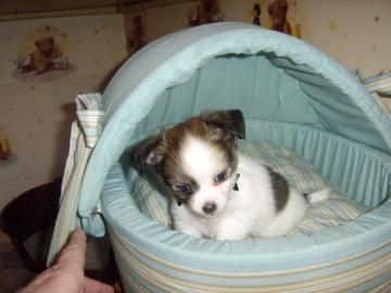 S�sse Chihuahua Welpen 9Wo.  R�de und Min