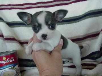 S�sse Chihuahua Welpen 9Wo.  R�de und Min