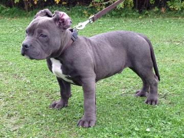 Wundersch�ne Pitbull Blueline Welpen